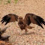 Whistling Kite - Birds of Prey Show, Alice Springs Desert Park