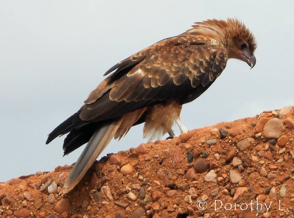 Whistling Kite - Birds of Prey Show, Alice Springs Desert Park