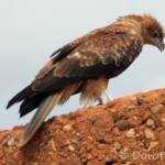 Whistling Kite - Birds of Prey Show, Alice Springs Desert Park