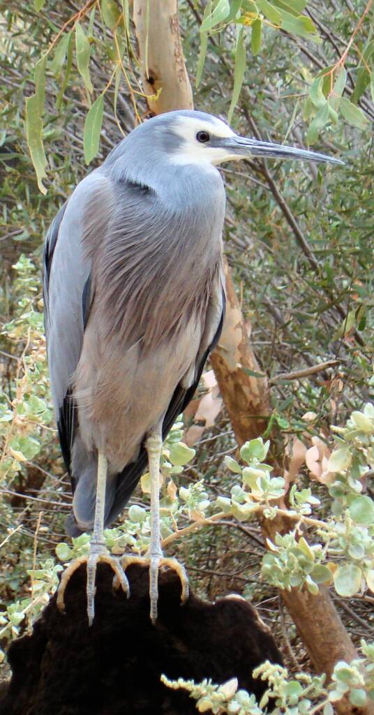 White-faced Heron (Egretta novaehollandiae), Alice Springs Desert Park