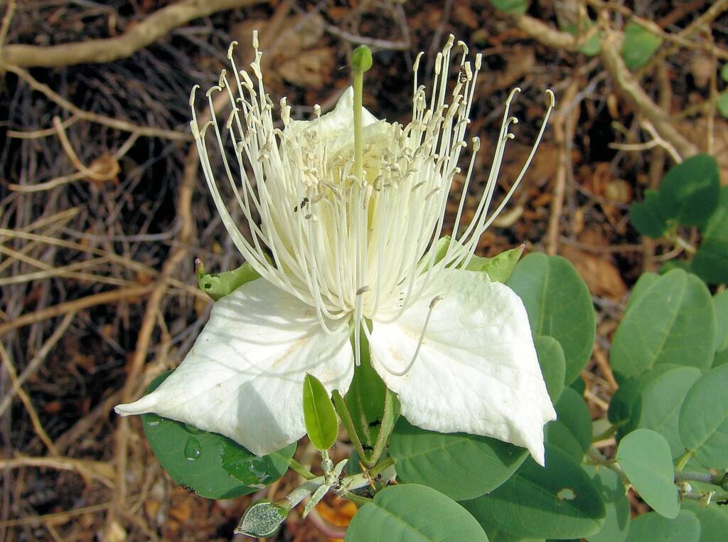 Wild Passionfruit (Capparis spinosa var. nummularia), Anzac Hill, Alice Springs