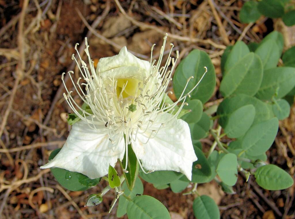 Wild Passionfruit (Capparis spinosa var. nummularia), Anzac Hill, Alice Springs