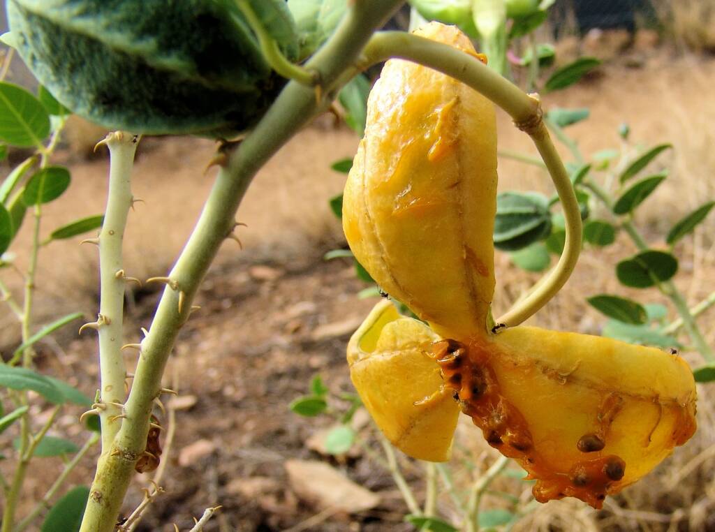 Wild Passionfruit (Capparis spinosa var. nummularia), Anzac Hill, Alice Springs