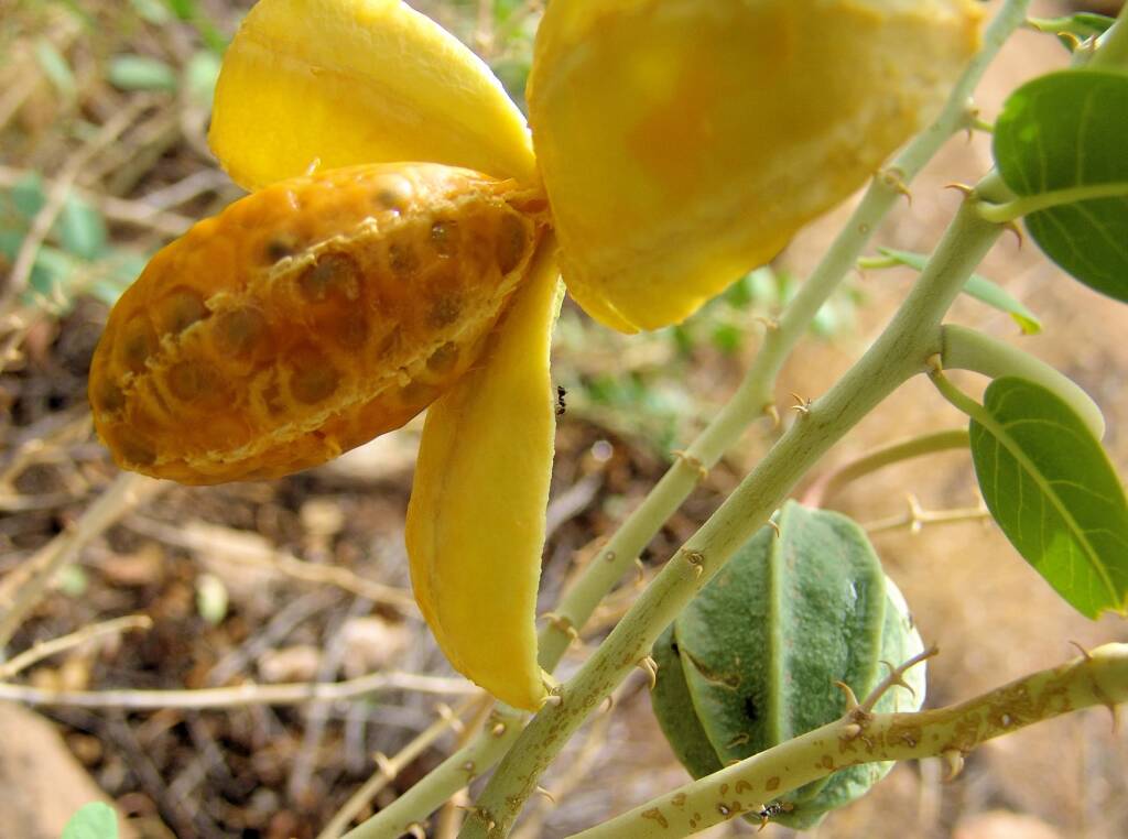 Wild Passionfruit (Capparis spinosa var. nummularia), Anzac Hill, Alice Springs