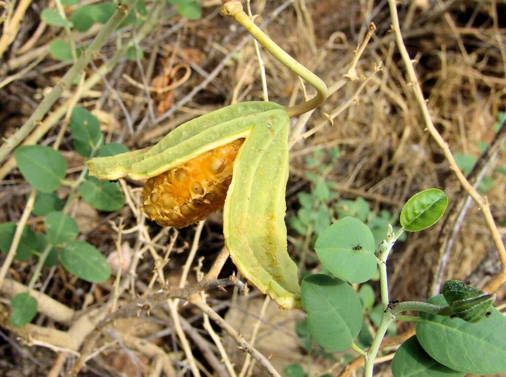 Wild Passionfruit (Capparis spinosa var. nummularia), Anzac Hill, Alice Springs