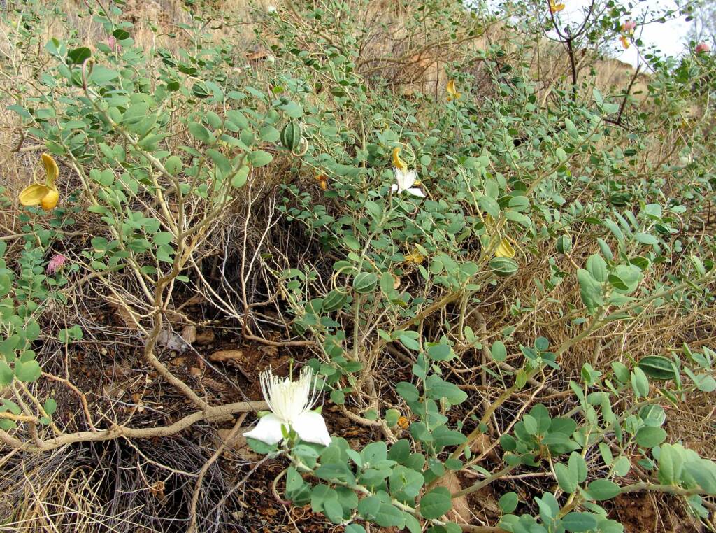 Wild Passionfruit (Capparis spinosa var. nummularia), Anzac Hill, Alice Springs