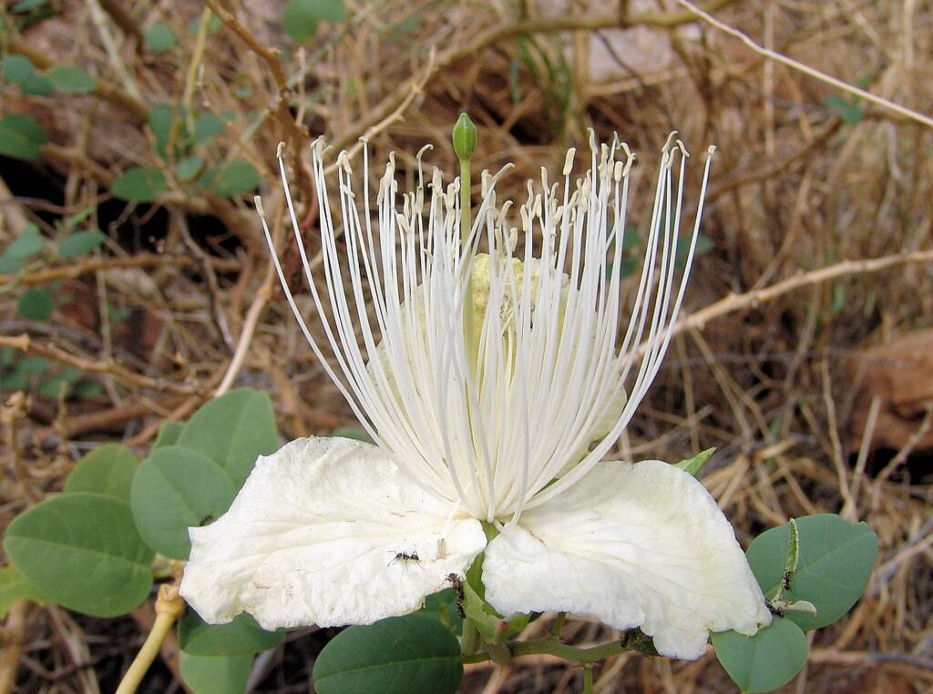 Wild Passionfruit (Capparis spinosa var. nummularia), Anzac Hill, Alice Springs