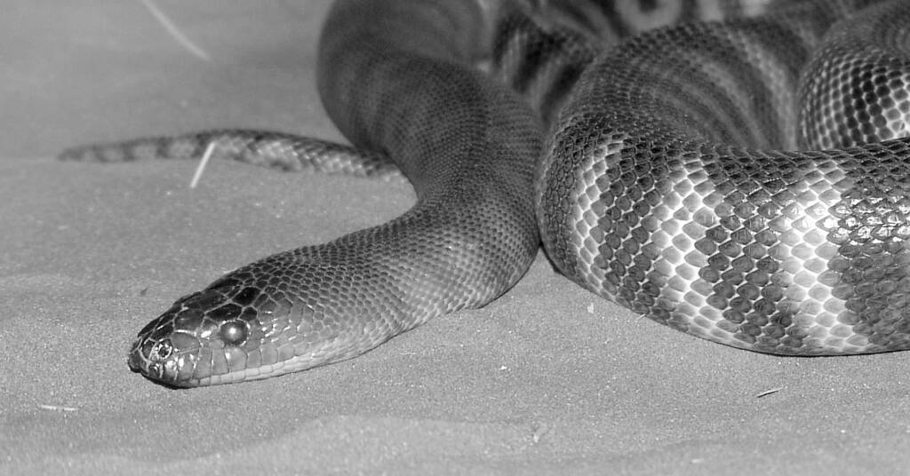 Woma Python (Aspidites ramsayi), Alice Springs Desert Park