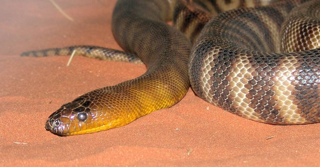 Woma Python (Aspidites ramsayi), Alice Springs Desert Park
