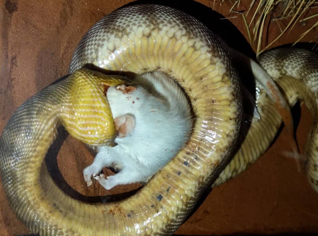 Woma Python (Aspidites ramsayi), Alice Springs Desert Park