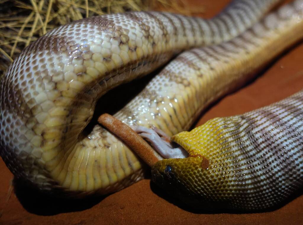 Woma Python (Aspidites ramsayi), Alice Springs Desert Park