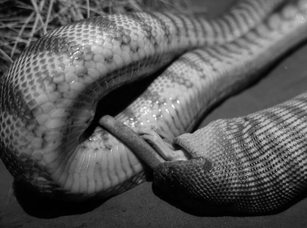 Woma Python (Aspidites ramsayi), Alice Springs Desert Park
