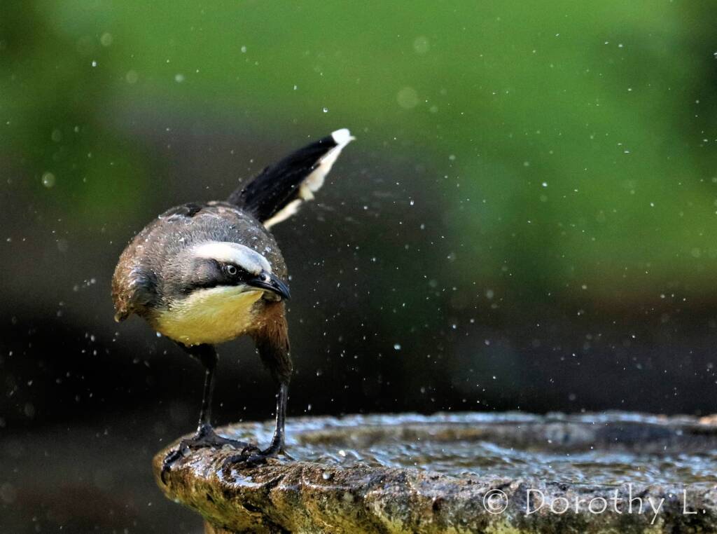 Grey-crowned Babbler (Pomatostomus temporalis)