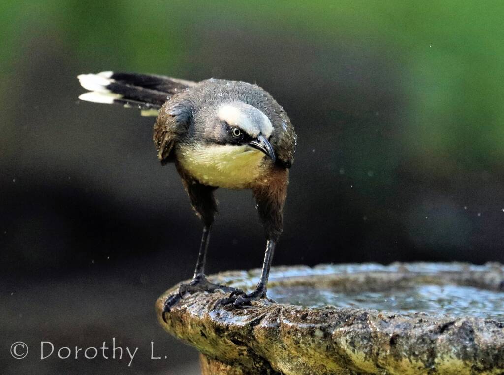 Grey-crowned Babbler (Pomatostomus temporalis)