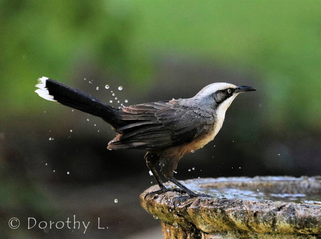 Grey-crowned Babbler (Pomatostomus temporalis)