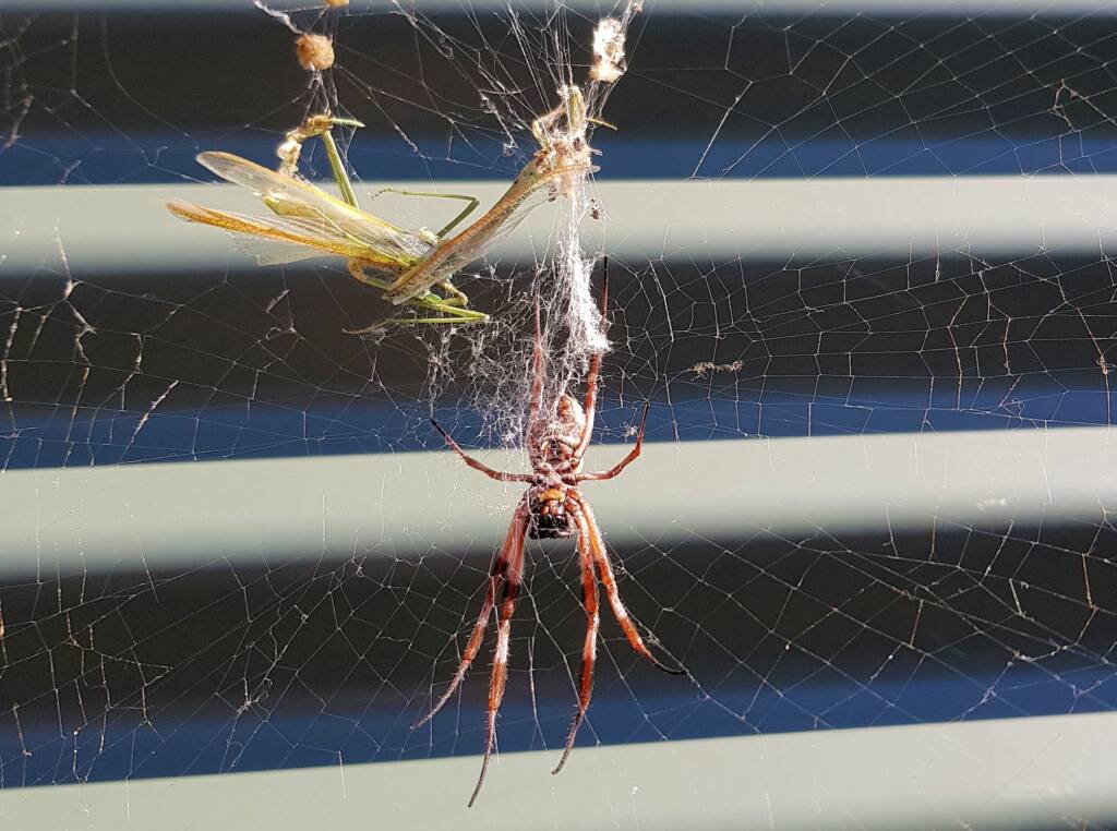 Australian Golden Orb Weaver Spider (Trichonephila edulis)