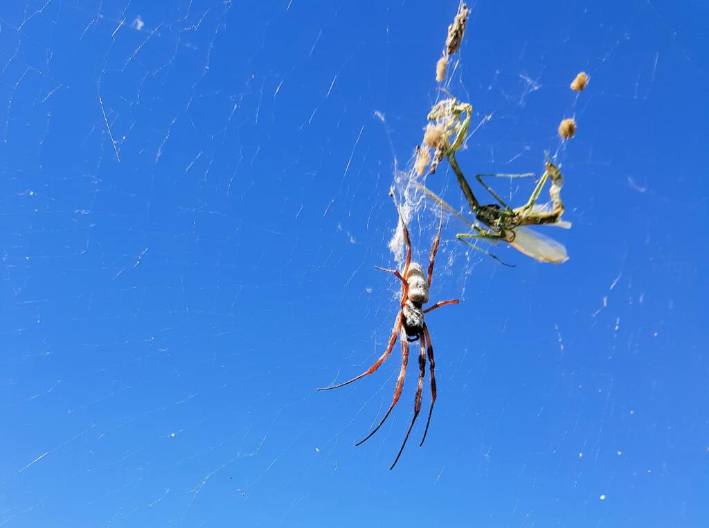 Australian Golden Orb Weaver Spider (Trichonephila edulis)