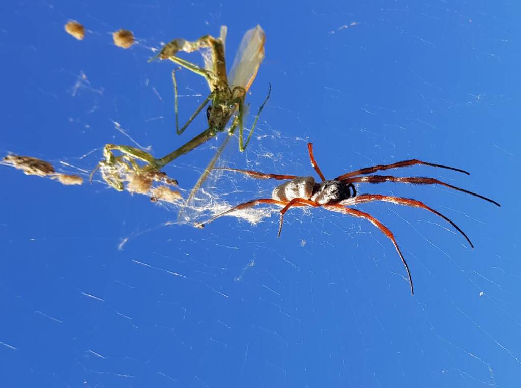 Australian Golden Orb Weaver Spider (Trichonephila edulis)