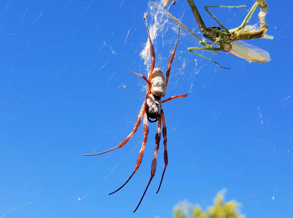 Australian Golden Orb Weaver Spider (Trichonephila edulis)