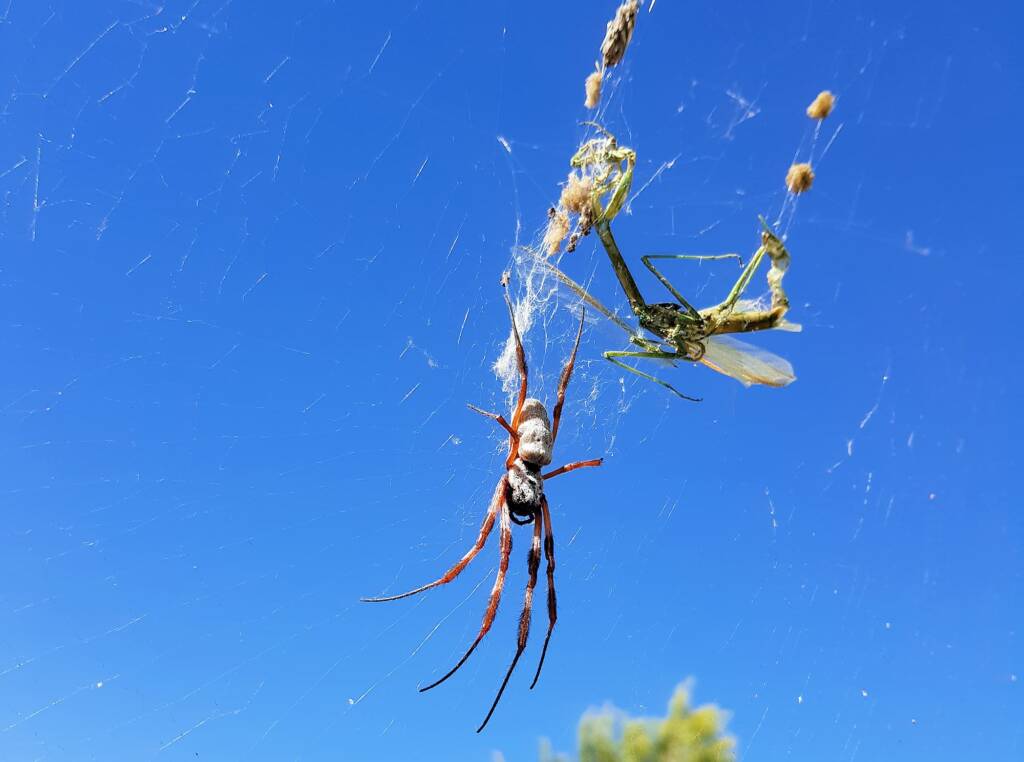 Australian Golden Orb Weaver Spider (Trichonephila edulis)