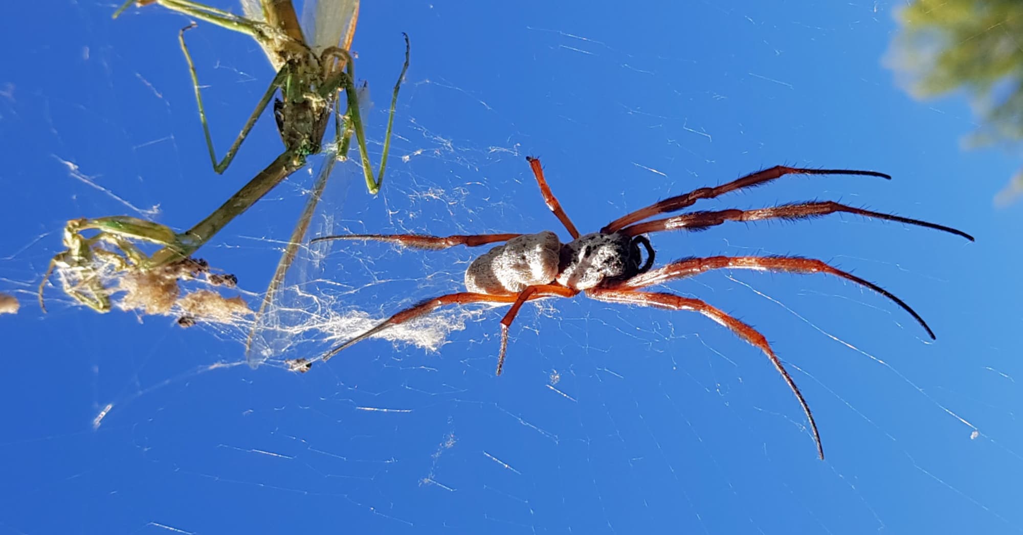 Australian Golden Orb Weaver Spider (Trichonephila edulis)