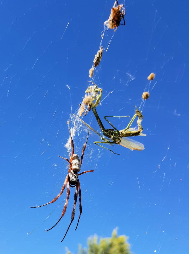 Australian Golden Orb Weaver Spider (Trichonephila edulis)