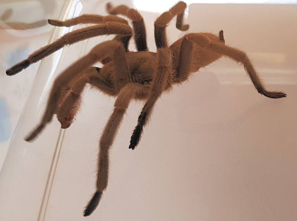 Barking Spider (Selenocosmia stirlingi)