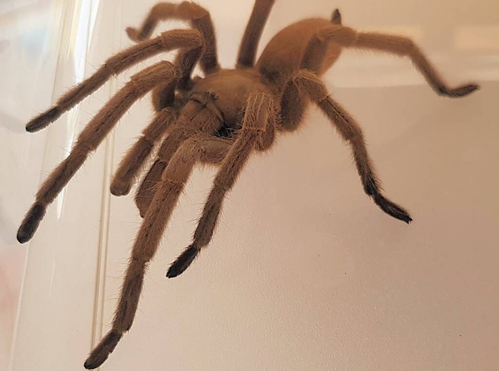 Barking Spider (Selenocosmia stirlingi)