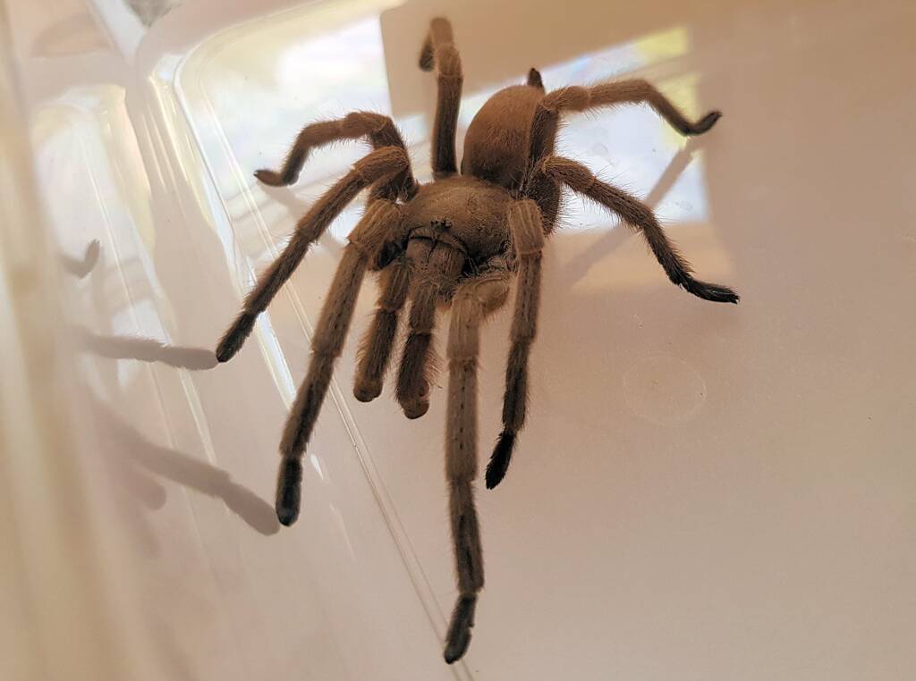 Barking Spider (Selenocosmia stirlingi)
