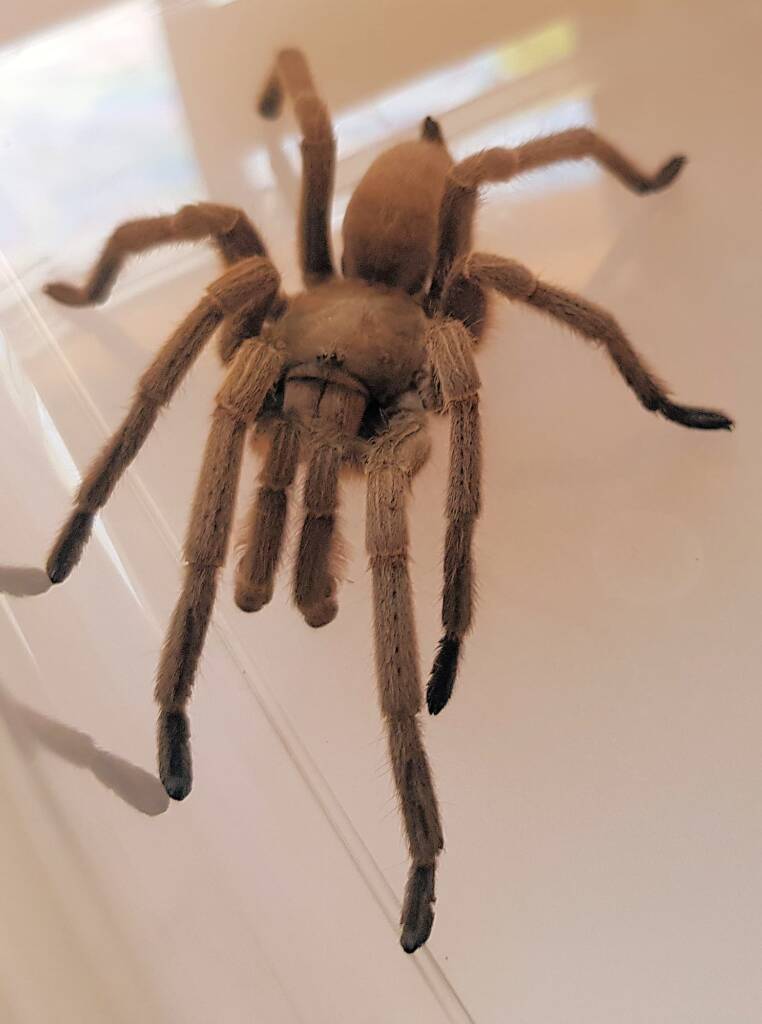 Barking Spider (Selenocosmia stirlingi)