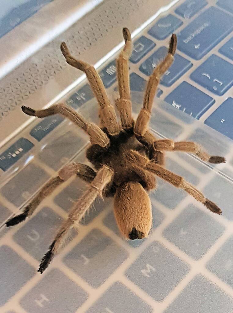 Barking Spider (Selenocosmia stirlingi)