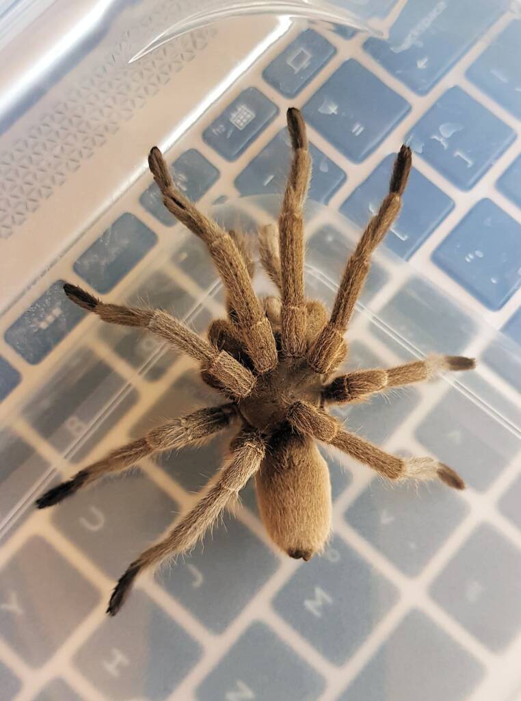 Barking Spider (Selenocosmia stirlingi)
