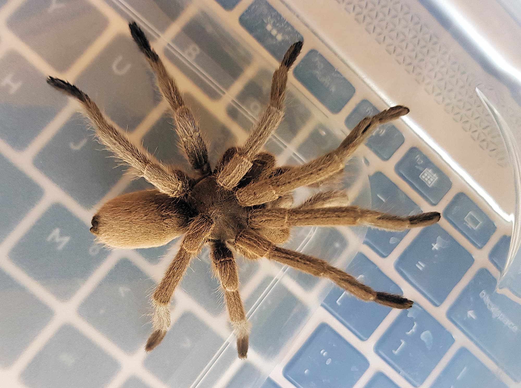 Barking Spider (Selenocosmia stirlingi)