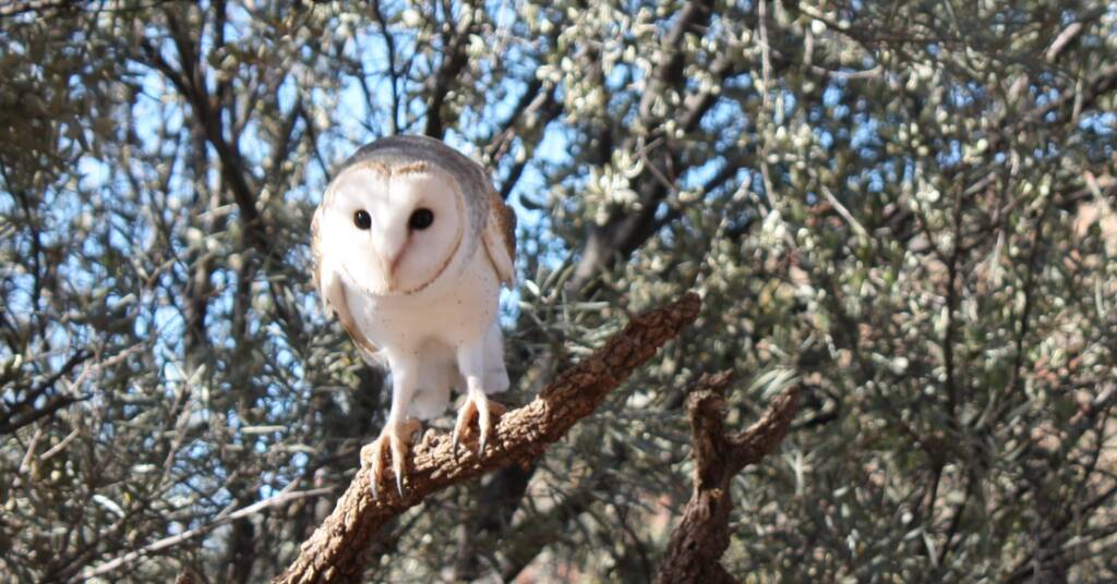 Barn Owl (Tyto alba), Alice Springs Desert Park