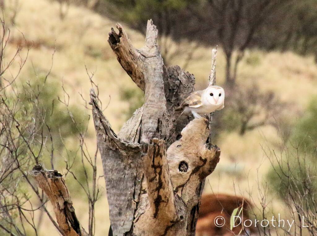 Barn Owl (Tyto alba), Alice Springs Desert Park