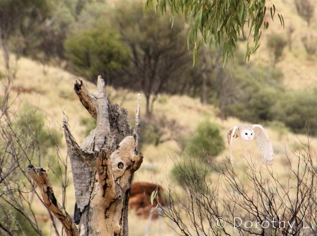 Barn Owl (Tyto alba), Alice Springs Desert Park