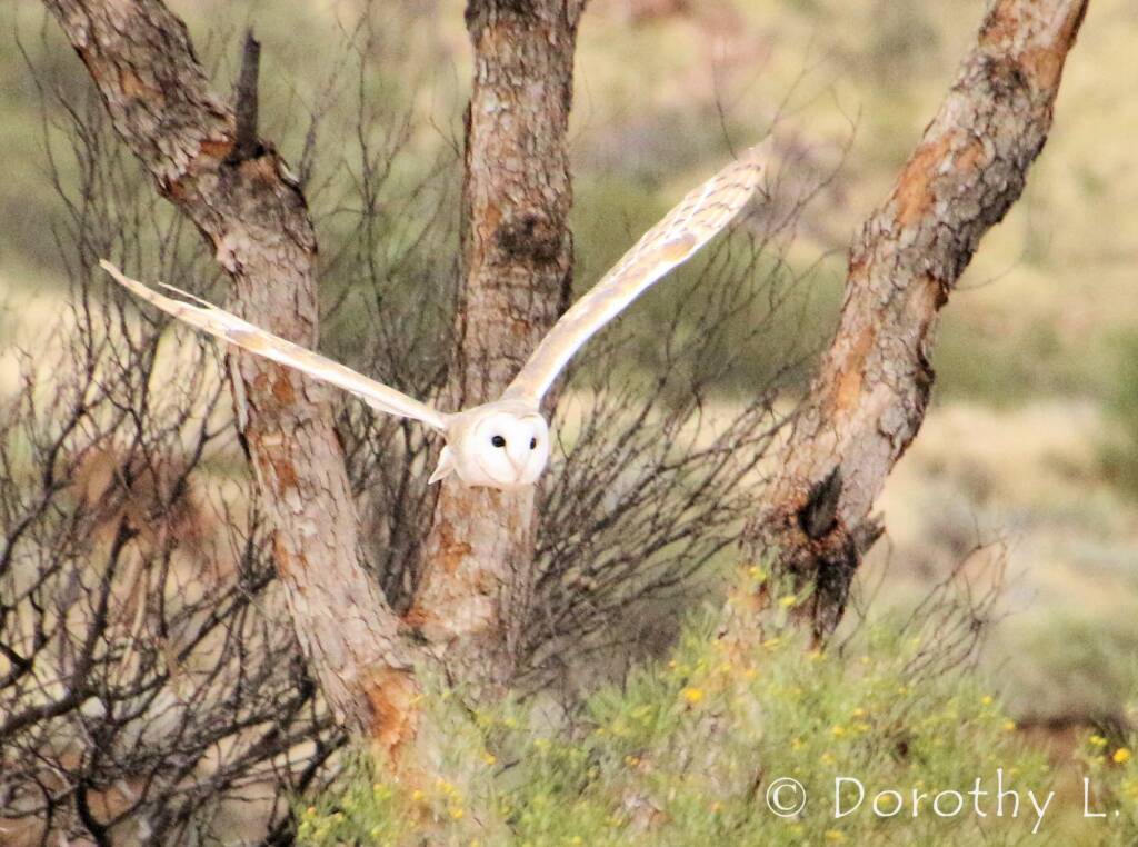Barn Owl (Tyto alba), Alice Springs Desert Park