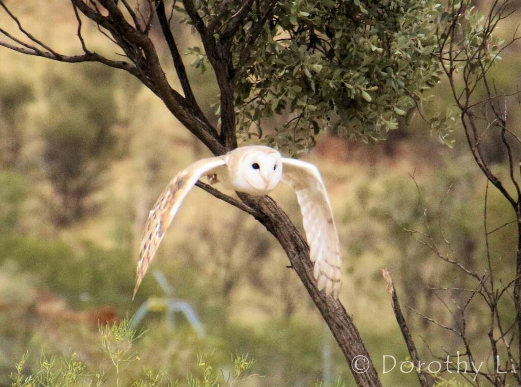 Barn Owl (Tyto alba), Alice Springs Desert Park