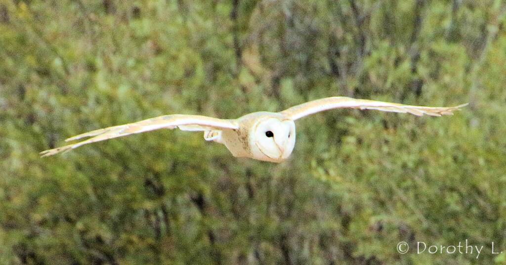 Barn Owl (Tyto alba), Alice Springs Desert Park