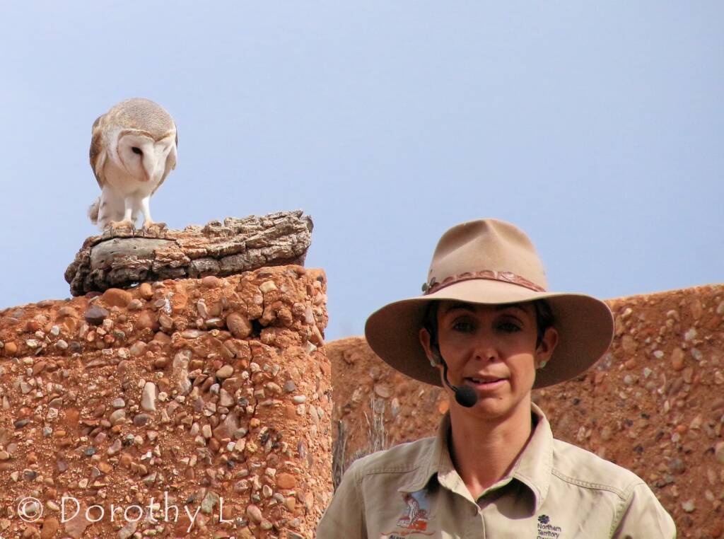 Barn Owl (Tyto alba), Alice Springs Desert Park