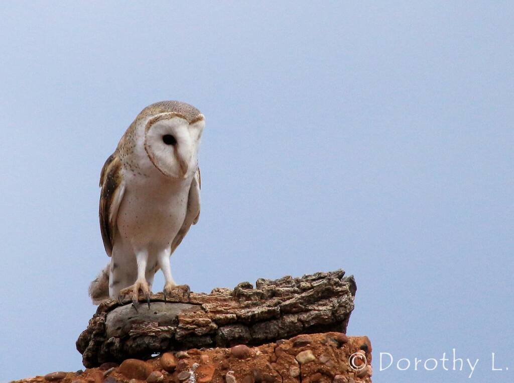 Barn Owl (Tyto alba), Alice Springs Desert Park
