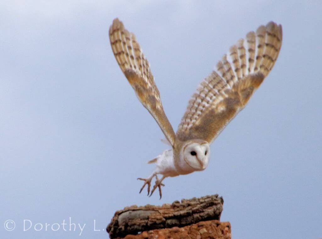 Barn Owl (Tyto alba), Alice Springs Desert Park