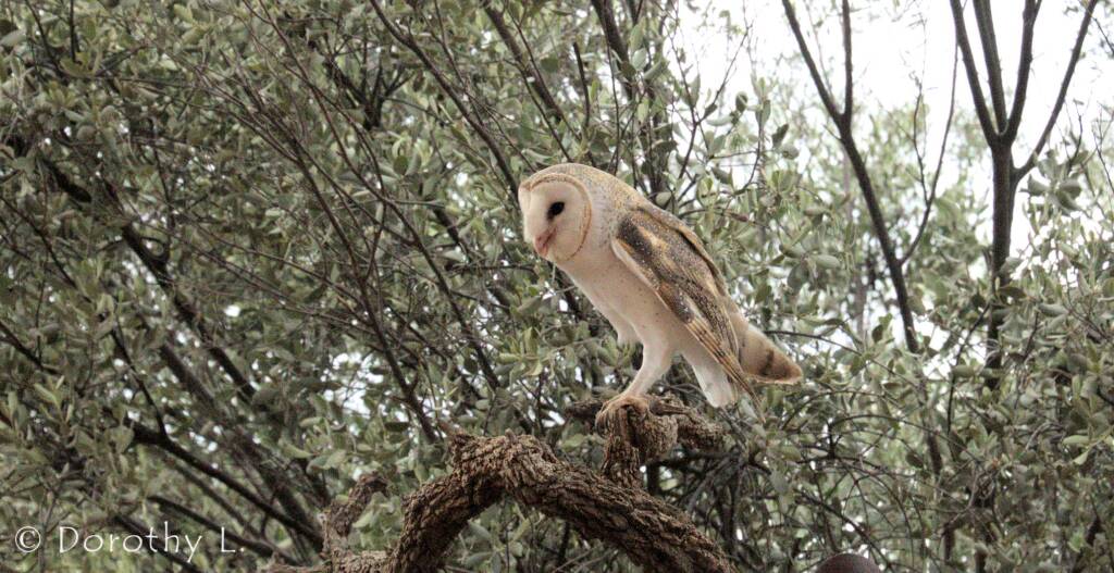 Barn Owl (Tyto alba), Alice Springs Desert Park