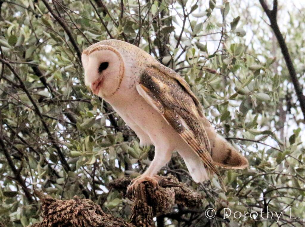 Barn Owl (Tyto alba), Alice Springs Desert Park