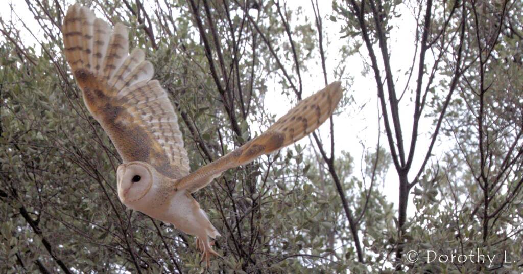 Barn Owl (Tyto alba), Alice Springs Desert Park