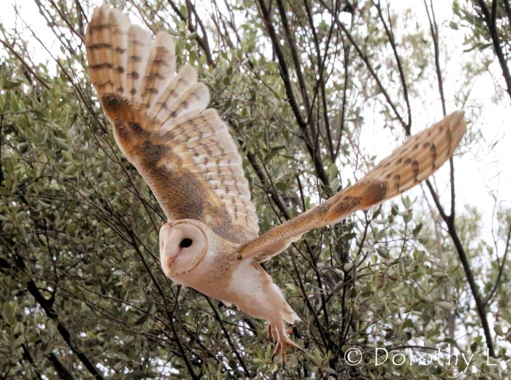Barn Owl (Tyto alba), Alice Springs Desert Park