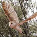 Barn Owl (Tyto alba), Alice Springs Desert Park