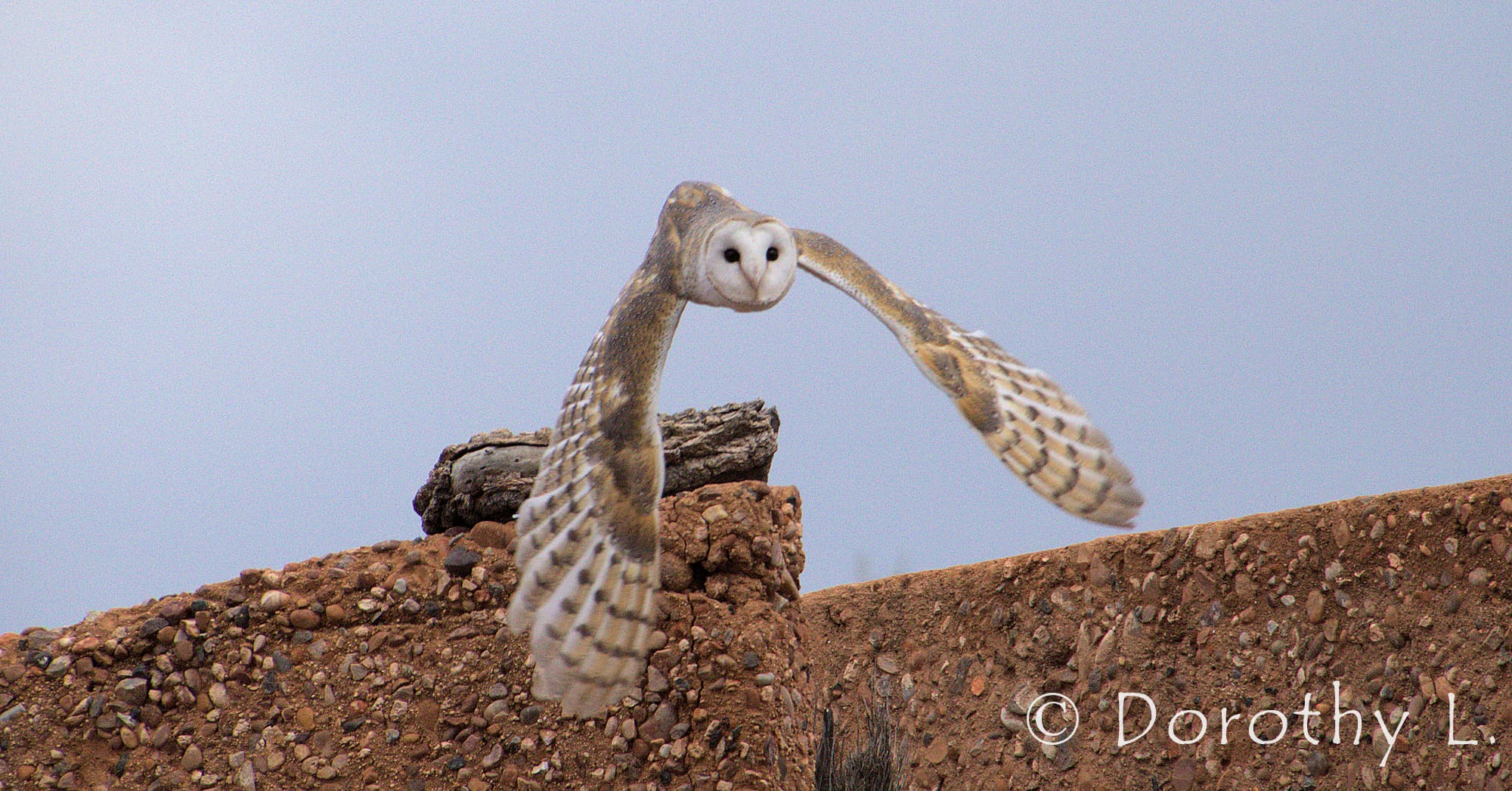 Barn Owl (Tyto alba), Alice Springs Desert Park