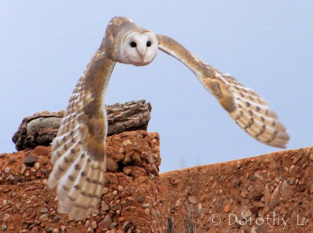 Barn Owl (Tyto alba), Alice Springs Desert Park