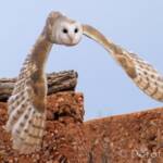 Barn Owl (Tyto alba), Alice Springs Desert Park